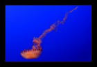 Jelly  © 2025 René Göke